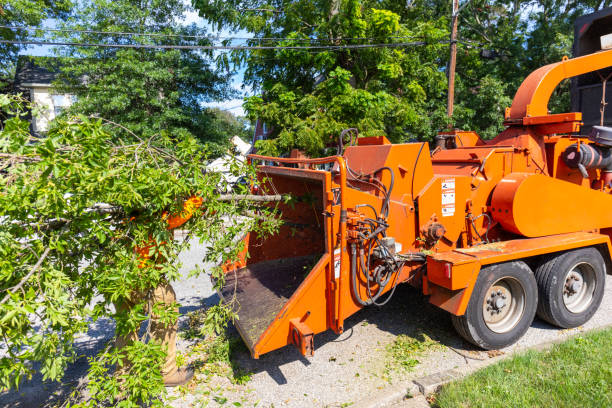 Dead Tree Removal in Santa Teresa, NM